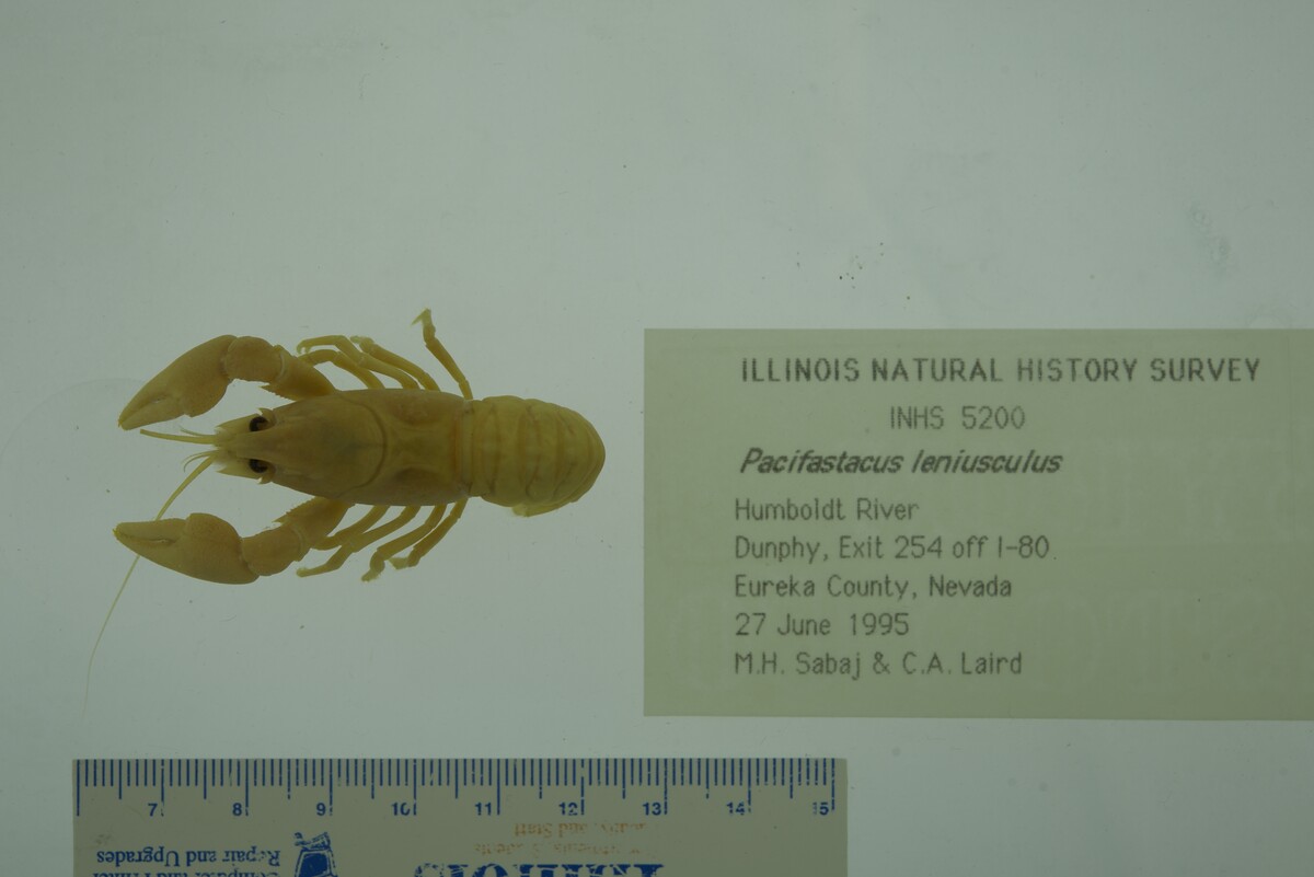 Pacifastacus leniusculus image